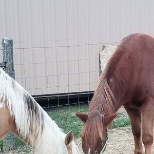 Meet your Posher, Natasha